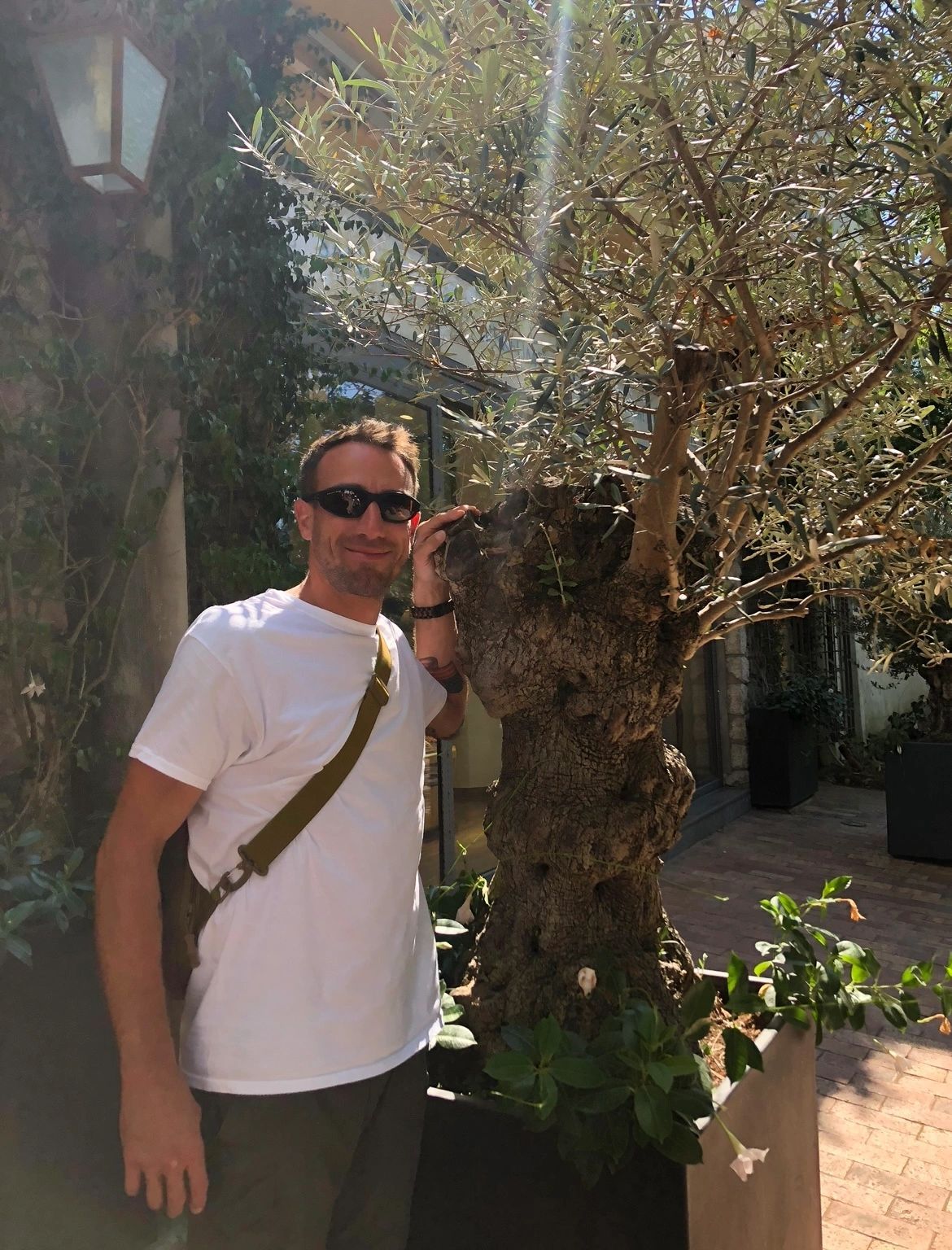 Beside an ancient, gnarled olive tree